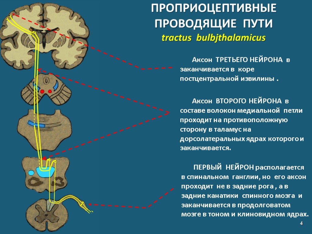 Нейронные датчики варфрейм где выбить